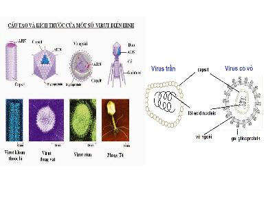 Bài giảng Sinh học lớp 10 - Tiết 31, Bài 30: Sự nhân lên của virut của tế bào chủ