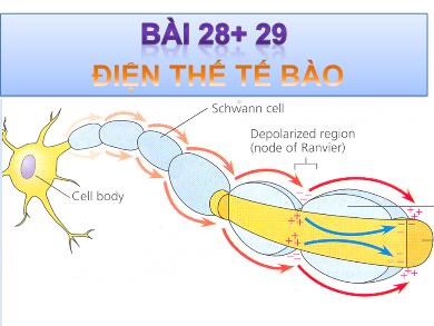 Bài giảng Sinh học lớp 11 - Bài 28+29: Điện thế tế bào