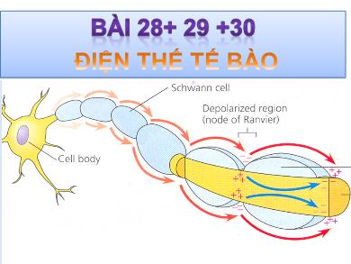 Bài giảng Sinh học lớp 11 - Bài 28+29+20: Điện thế tế bào