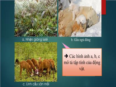 Bài giảng Sinh học lớp 11 - Bài 31: Tập tính của động vật - Trần Thị Hải Yến