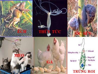 Bài giảng môn Sinh học khối 11 - Bài 45: Sinh sản hữu tính ở động vật