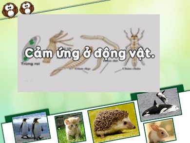 Bài giảng môn Sinh học lớp 11 - Bài 26+27: Cảm ứng ở động vật