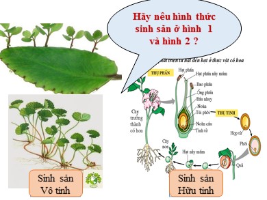 Bài giảng môn Sinh học lớp 11 - Bài 42: Sinh sản hữu tính ở thực vật