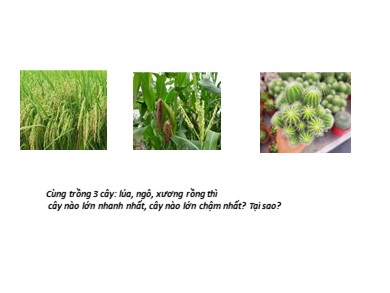 Bài giảng Sinh học lớp 11 - Bài 8: Quang hợp ở các nhóm thực vật (Tiếp theo) - Trường THPT Nguyễn Huệ