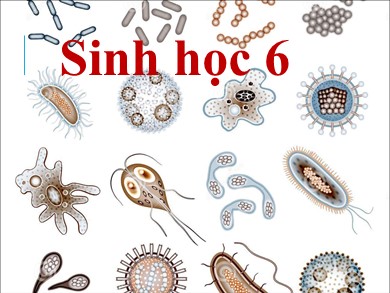 Bài giảng môn Sinh học 6 - Bài 50: Vi khuẩn