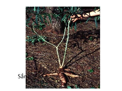 Bài giảng Sinh học 6 - Bài 12: Biến dạng của rễ