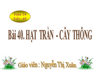 Bài giảng Sinh học 6 - Bài 40: Hạt trần - Cây thông - Nguyễn Thị Xuân