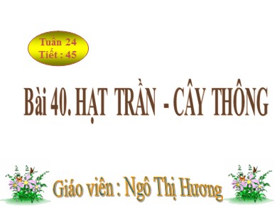 Bài giảng Sinh học 6 - Bài 40: Hạt trần - Cây thông