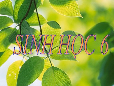 Bài giảng Sinh học 6 - Bài dạy 24: Phần lớn nước vào cây đi đâu