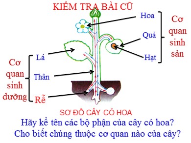 Bài giảng Sinh học 6 - Tiết 10 - Bài 9: Các loại rễ, các miền của rễ