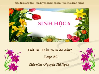 Bài giảng Sinh học 6 - Tiết 16 - Bài 16: Thân to ra do đâu