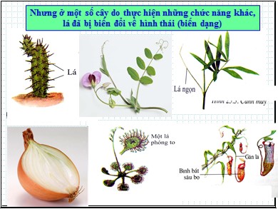 Bài giảng Sinh học 6 - Tiết số 28 - Bài 25: Thực hành: Quan sát biến dạng của lá