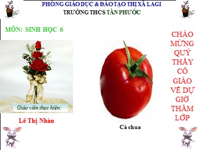 Bài giảng Sinh học 6 - Tiết số 39: Các loại quả