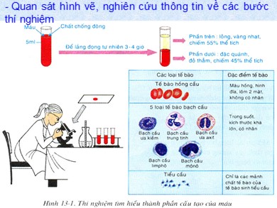 Bài giảng môn Sinh học 8 - Bài 13: Máu và môi trường trong cơ thể