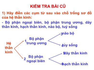 Bài giảng môn Sinh học 8 - Bài 45: Dây thần kinh tủy