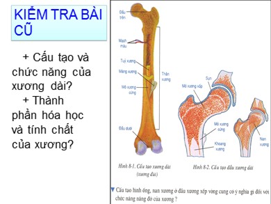 Bài giảng môn Sinh học 8 - Bài 9: Cấu tạo và tính chất của cơ