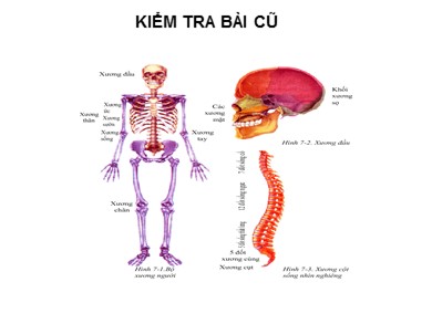 Bài giảng môn Sinh học 8 - Bài: Cấu tạo và tính chất của xương