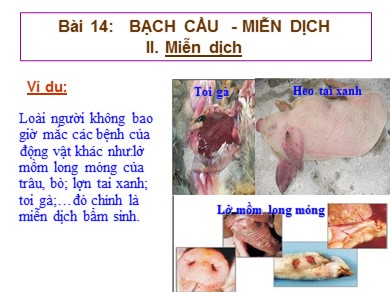 Bài giảng môn Sinh học 8 - Bài thứ 14: Bạch cầu - Miễn dịch