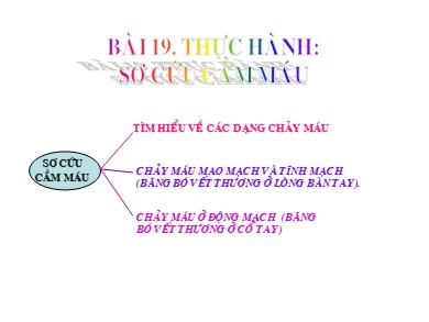 Bài giảng Sinh học 8 - Bài 19: Thực hành: Sơ cứu cầm máu