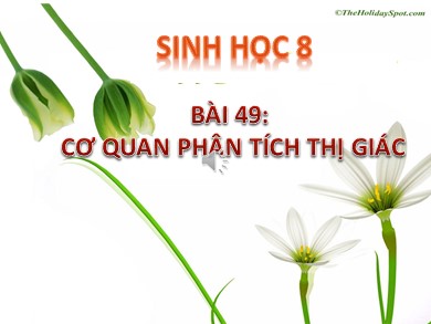 Bài giảng Sinh học 8 - Bài 49: Cơ quan phân tích thị giác