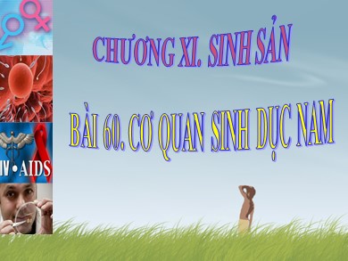 Bài giảng Sinh học 8 - Bài 60: Cơ quan sinh dục nam