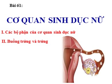 Bài giảng Sinh học 8 - Bài 61: Cơ quan sinh dục nữ