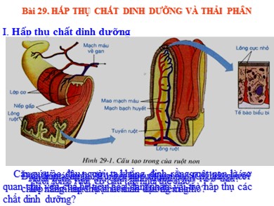 Bài giảng Sinh học 8 - Bài học 29: Hấp thụ chất dinh dưỡng và thải phân