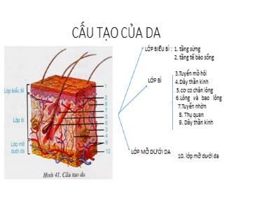 Bài giảng Sinh học 8 - Bài học 42: Vệ sinh da