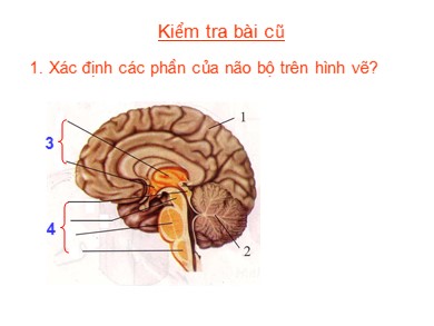 Bài giảng Sinh học 8 - Bài học 47: Đại não