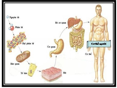 Bài giảng Sinh học 8 - Bài số 3: Tế bào