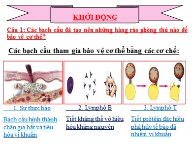 Bài giảng Sinh học 8 - Bài thứ 15: Đông máu và nguyên tắc truyền máu