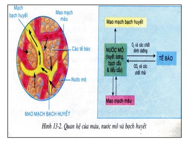 Bài giảng Sinh học 8 - Hô hấp và các cơ quan hô hấp