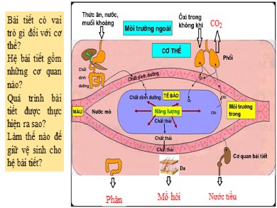 Bài giảng Sinh học 8 - Tiết 41, 42: Bài tiết