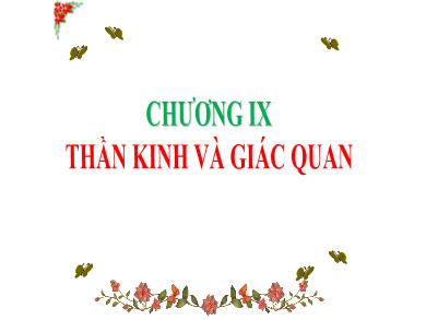 Bài giảng Sinh học 8 - Tiết 43: Giới thiệu chung hệ thần kinh