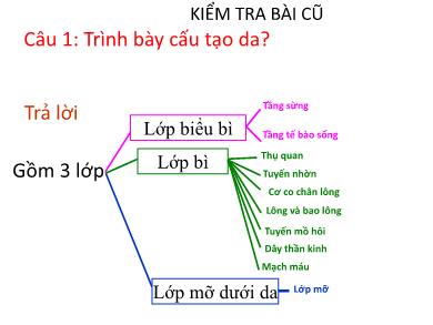 Bài giảng Sinh học 8 - Tiết 44 - Bài 42: Vệ sinh da