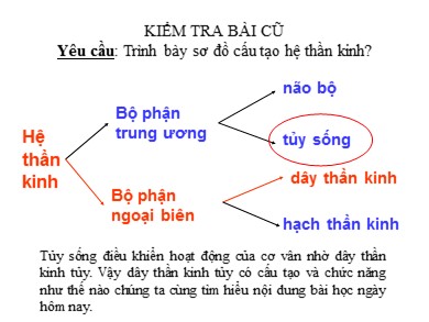 Bài giảng Sinh học 8 - Tiết 46 - Bài 45: Dây thần kinh tuỷ