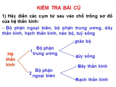 Bài giảng Sinh học 8 - Tiết 47 - Bài 45: Dây thần kinh tủy