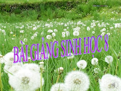 Bài giảng Sinh học 8 - Tiết 48 - Bài 46: Trụ não, tiểu não, não trung gian