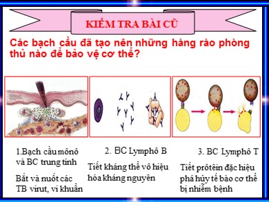 Bài giảng Sinh học 8 - Tiết: Đông máu và nguyên tắc đông máu