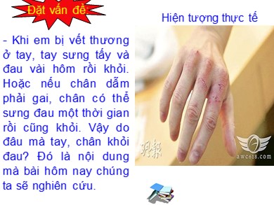 Bài giảng Sinh học 8 - Tiết số 14 - Bài số 14: Bạch cầu, miễn dịch