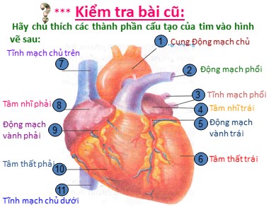 Bài giảng Sinh học 8 - Vận chuyển máu qua hệ mạch, vệ sinh hệ tuần hoàn