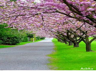 Bài giảng Công nghệ 6 - Bài 12: Trang trí nhà ở bằng cây cảnh và hoa (t2)