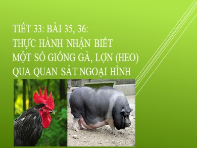 Bài giảng Công nghệ 7 - Tiết 33: Thực hành nhận biết một số giống gà, lợn (heo) qua quan sát ngoại hình