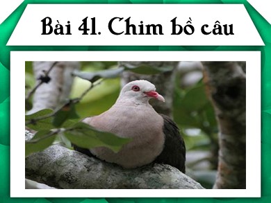 Bài giảng môn học Sinh học 7 - Bài 41: Chim bồ câu
