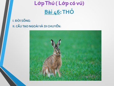 Bài giảng môn Sinh học 7 - Bài dạy 46: Thỏ