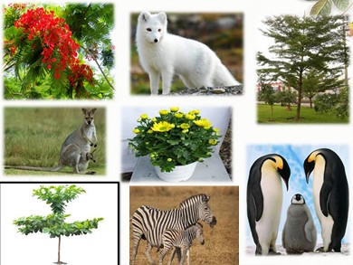 Bài giảng Sinh học 7 - Bài 2: Phân biệt động vật với thực vật - Đặc điểm chung của động vật - Lê Hồng Thúy