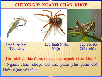 Bài giảng Sinh học 7 - Bài 22: Tôm sông