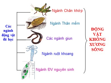 Bài giảng Sinh học 7 - Bài 31: Các chép