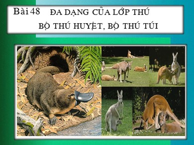 Bài giảng Sinh học 7 - Bài 48: Đa dạng của lớp thú bộ thú huyệt - Bộ thú túi