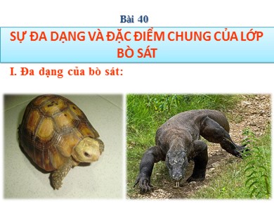 Bài giảng Sinh học 7 - Bài dạy 40: Sự đa dạng và đặc điểm chung của lớp bò sát